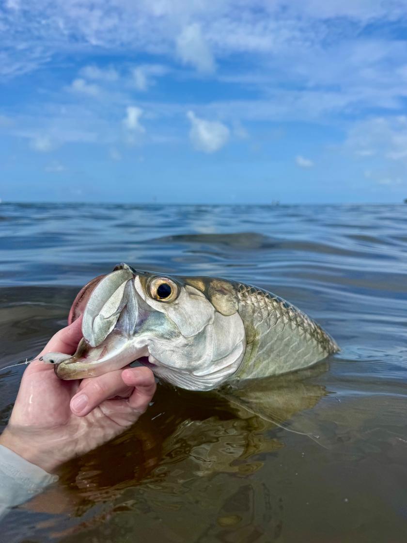 Baby Tarpon caught near Key West, FL