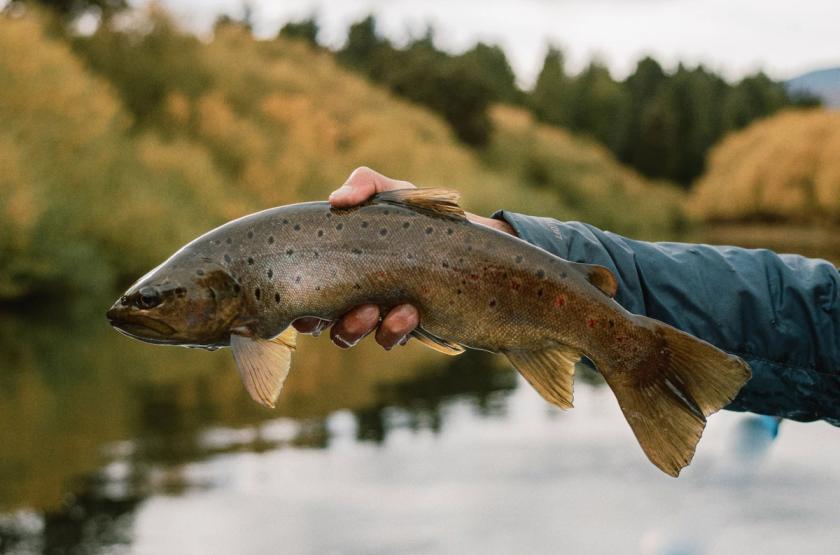 Brown Trout caught at Patagonia River Guides Trevelin
