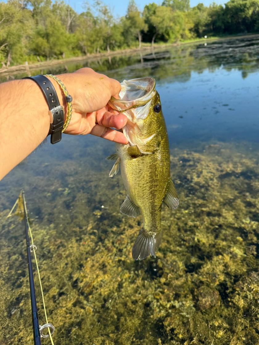 Largemouth Bass caught near Mesquite, Texas