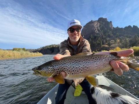 Brown Trout, Missouri River, Montana