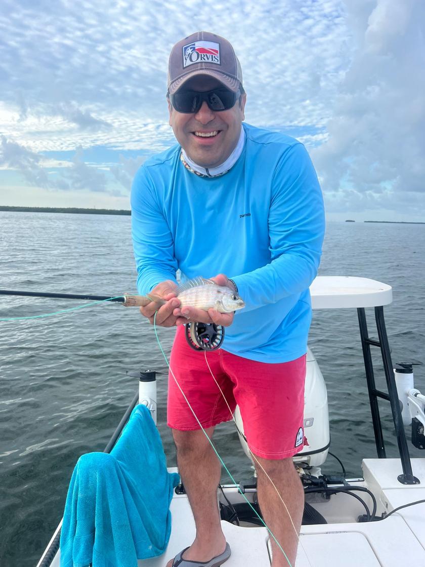 Pinfish caught near Tampa Bay, Florida