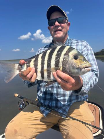 Sheepshead, Darien, GA