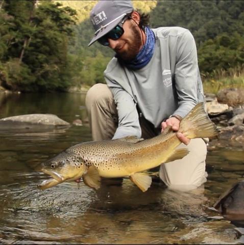 Brown Trout, New Zealand