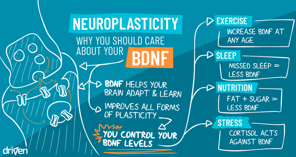 Why you should care about your BDNF