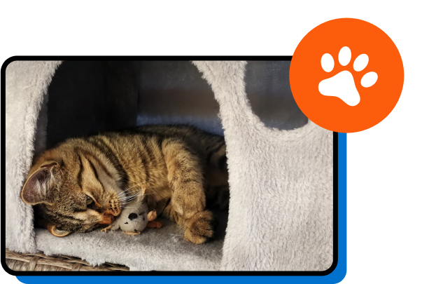 ASPCA