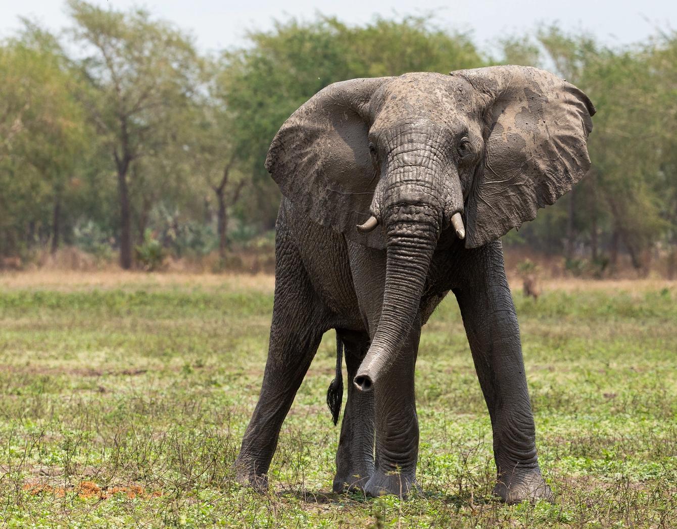 An elephant stands facing forward in a grassy field with trees in the background.