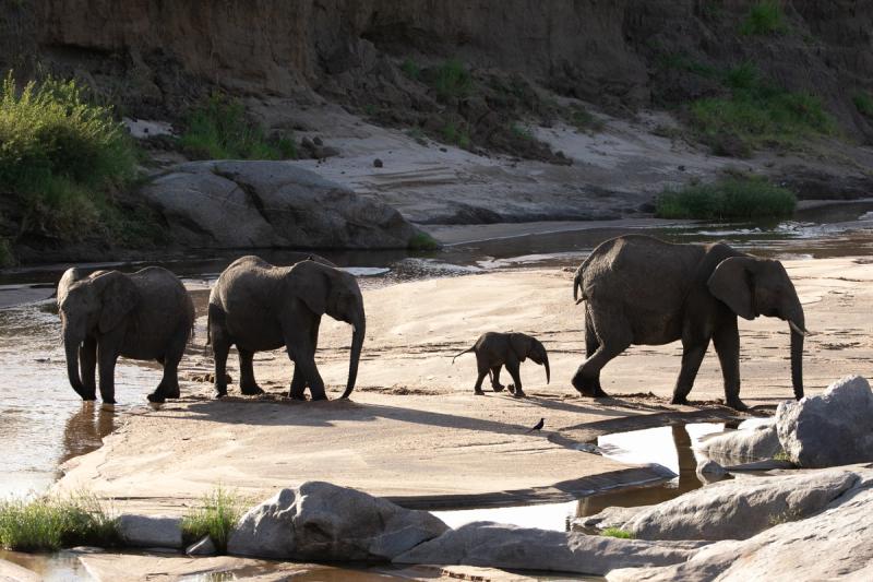 A family of four elephants, including a calf, walks across a sandy riverbed.