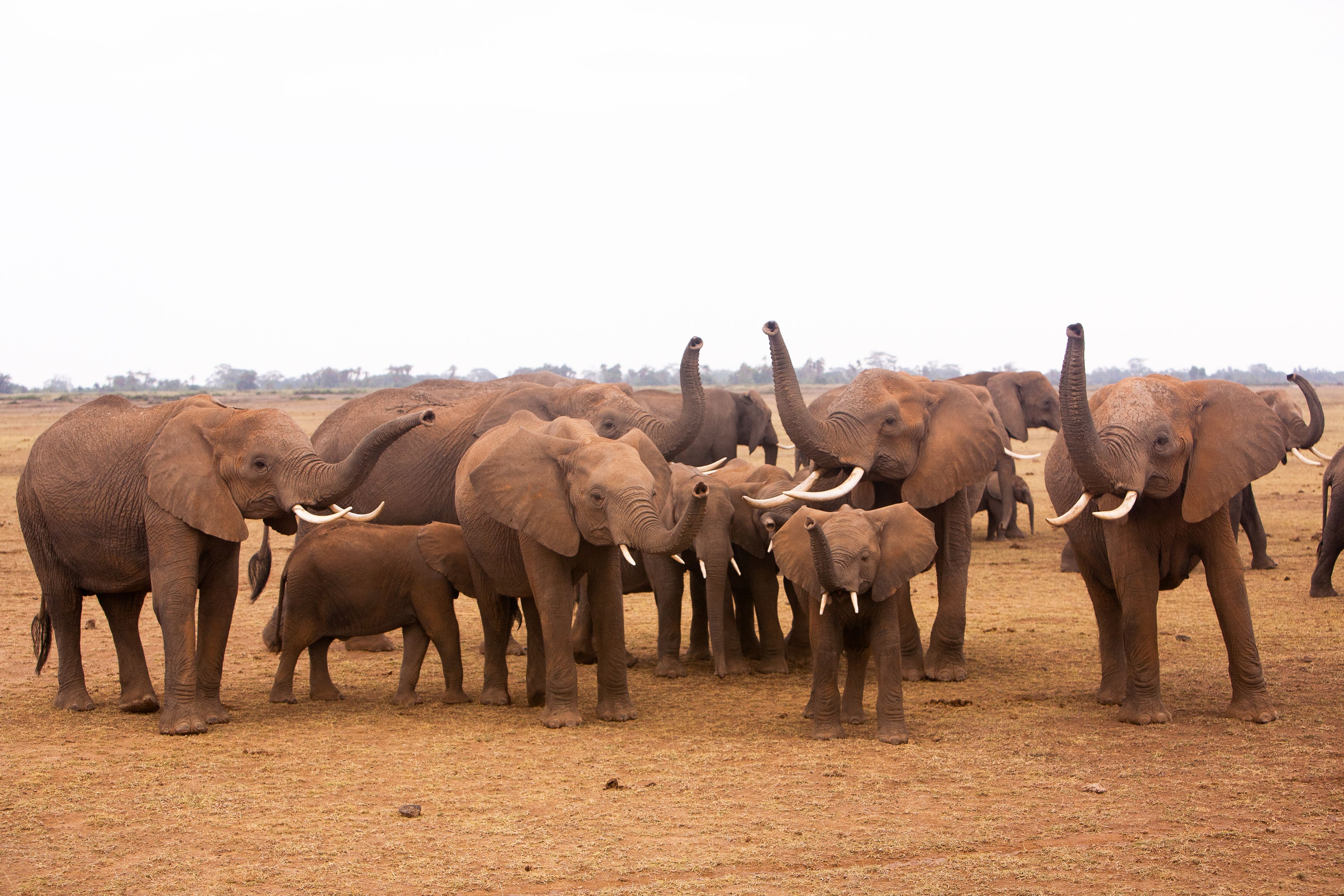 A large herd of elephants, including calves, stands on a dry, open plain, with several elephants raising their trunks.