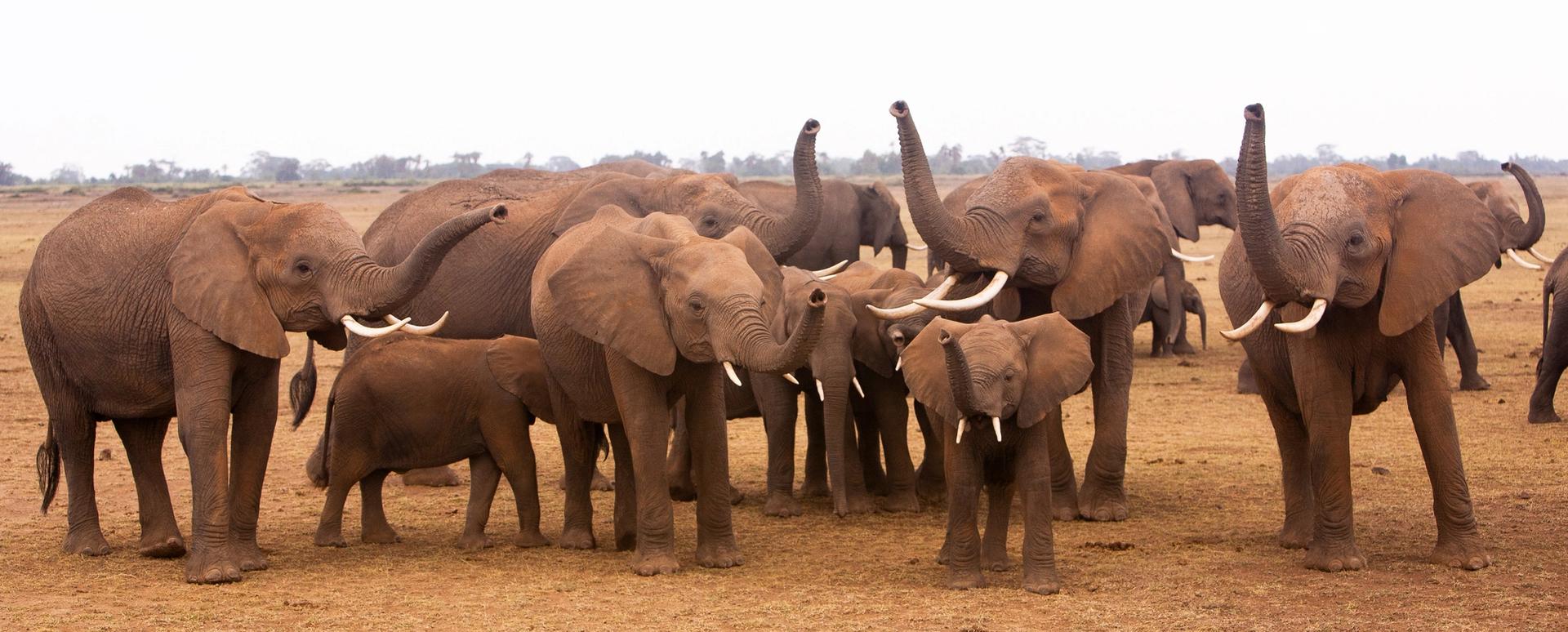 A large herd of elephants, including calves, stands on a dry, open plain, with several elephants raising their trunks.