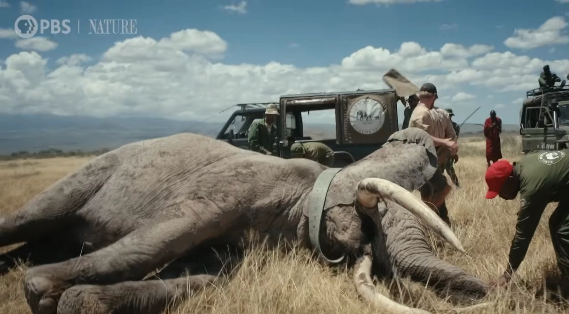 A sedated elephant with large tusks lies on its side in a grassy savanna, surrounded by wildlife conservationists and vehicles.