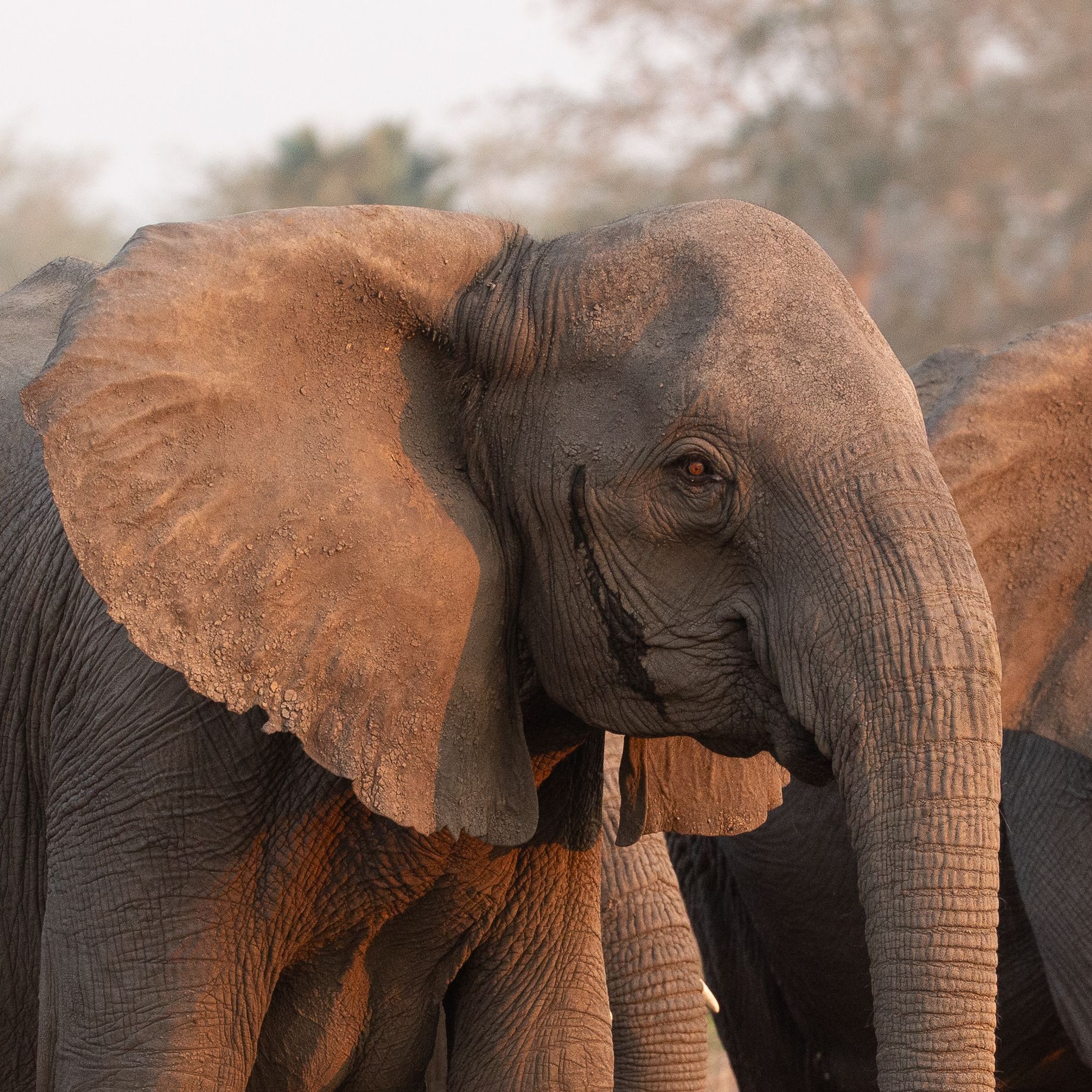 Elephant Dichromatic Vision