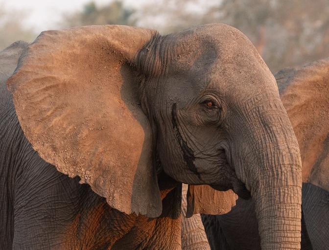 Elephant Dichromatic Vision