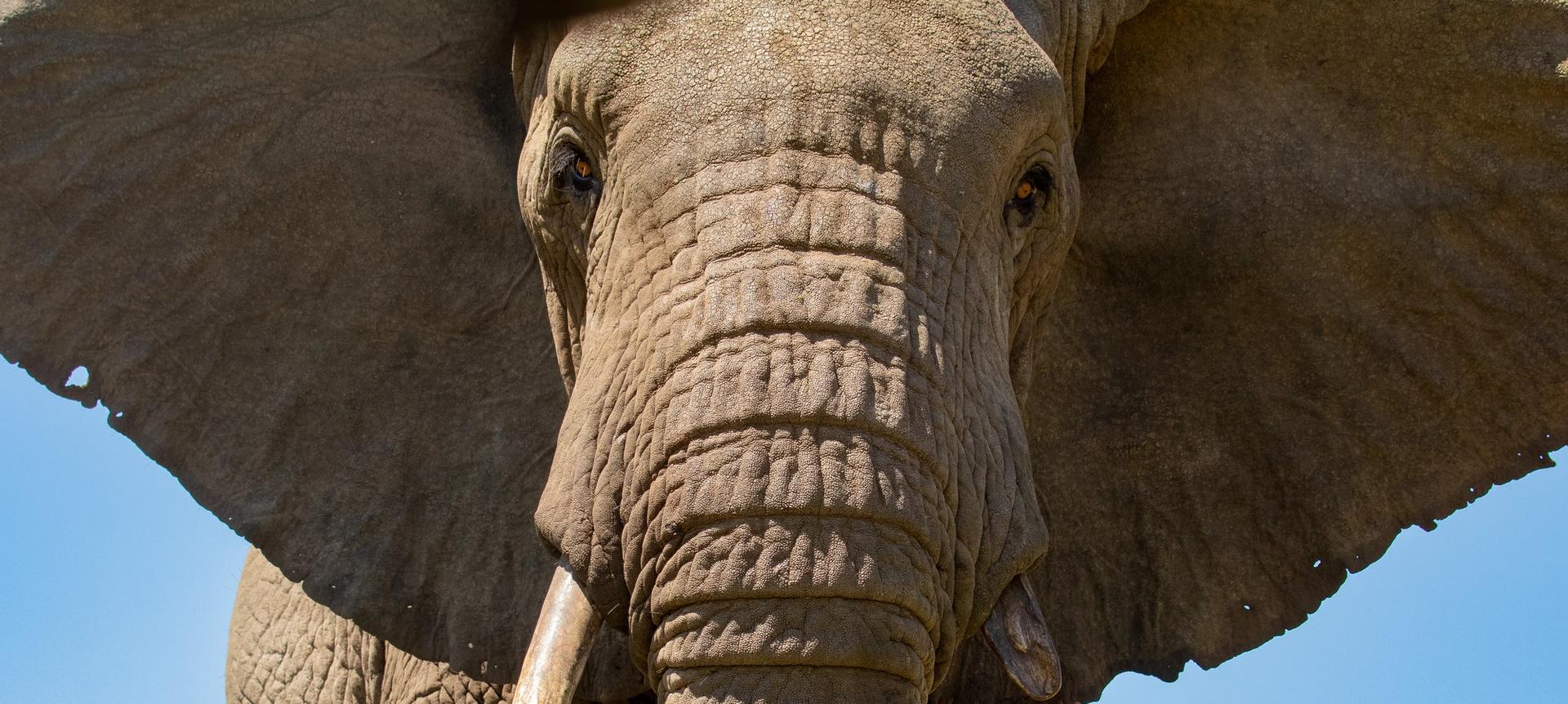 Close-up, head-on view of an elephant with one tusk against a blue sky.