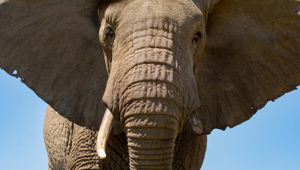 Elephant's trunk peeling red inner bark from a tree, with one tusk visible.