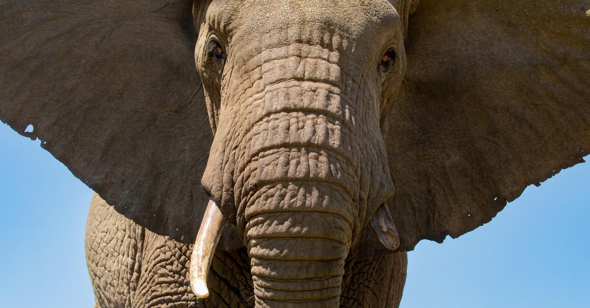 Elephant Intelligence | ElephantVoices