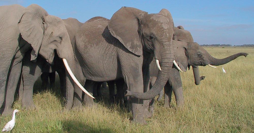 A herd of elephants, including a calf, stands in a grassy field under a blue sky.