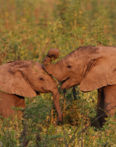 Two young elephants affectionately touching trunks in a grassy field.