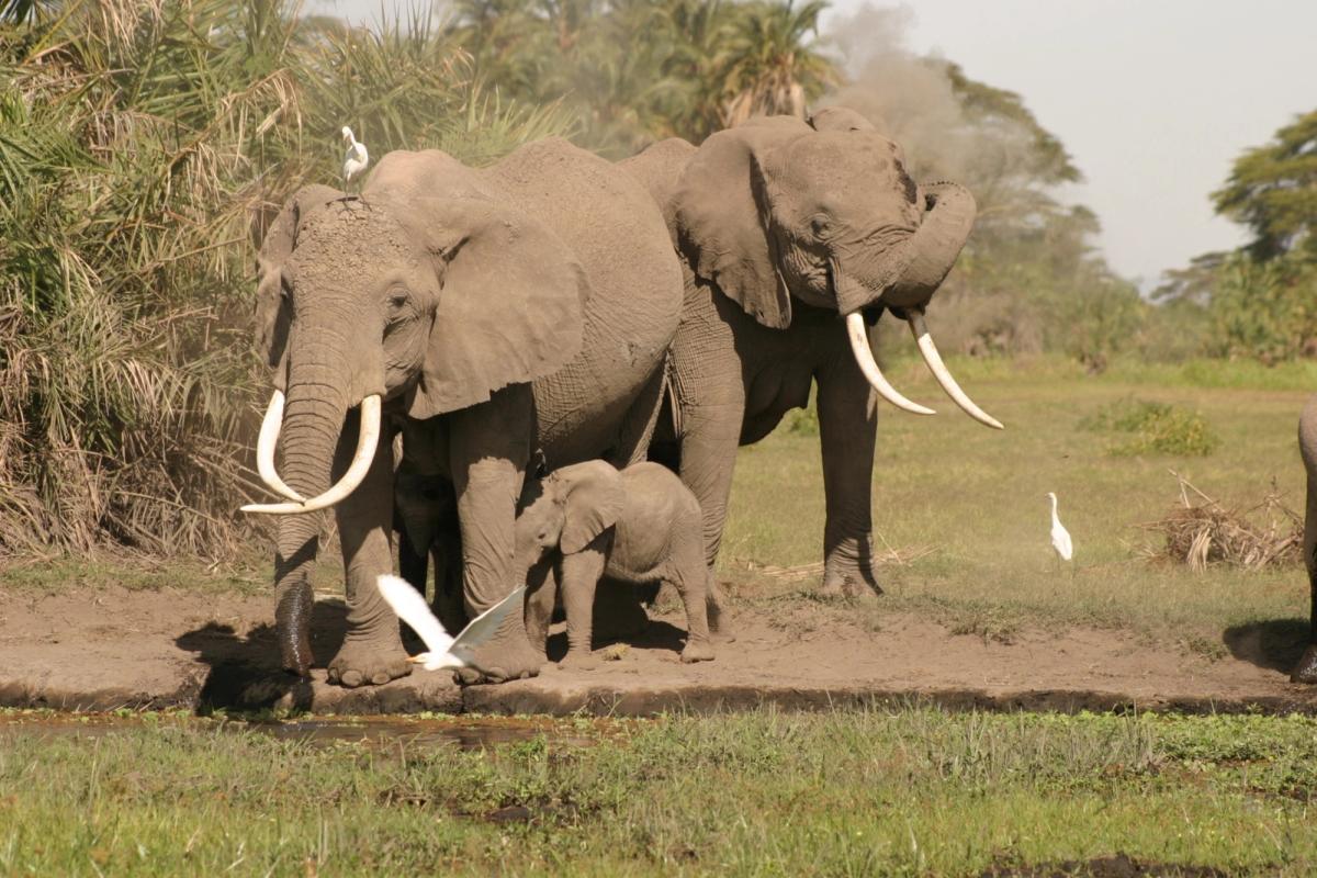 An elephant family, two adults and a calf, stands by a muddy pool with egrets; one adult elephant is dusting itself.