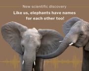 Two elephants with text "New scientific discovery: Like us, elephants have names for each other too!" and a sound wave graphic.