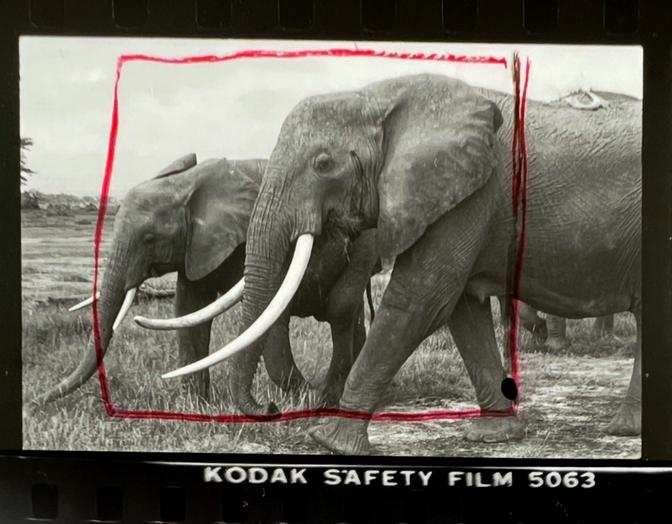 The Best-Known Elephant Population
