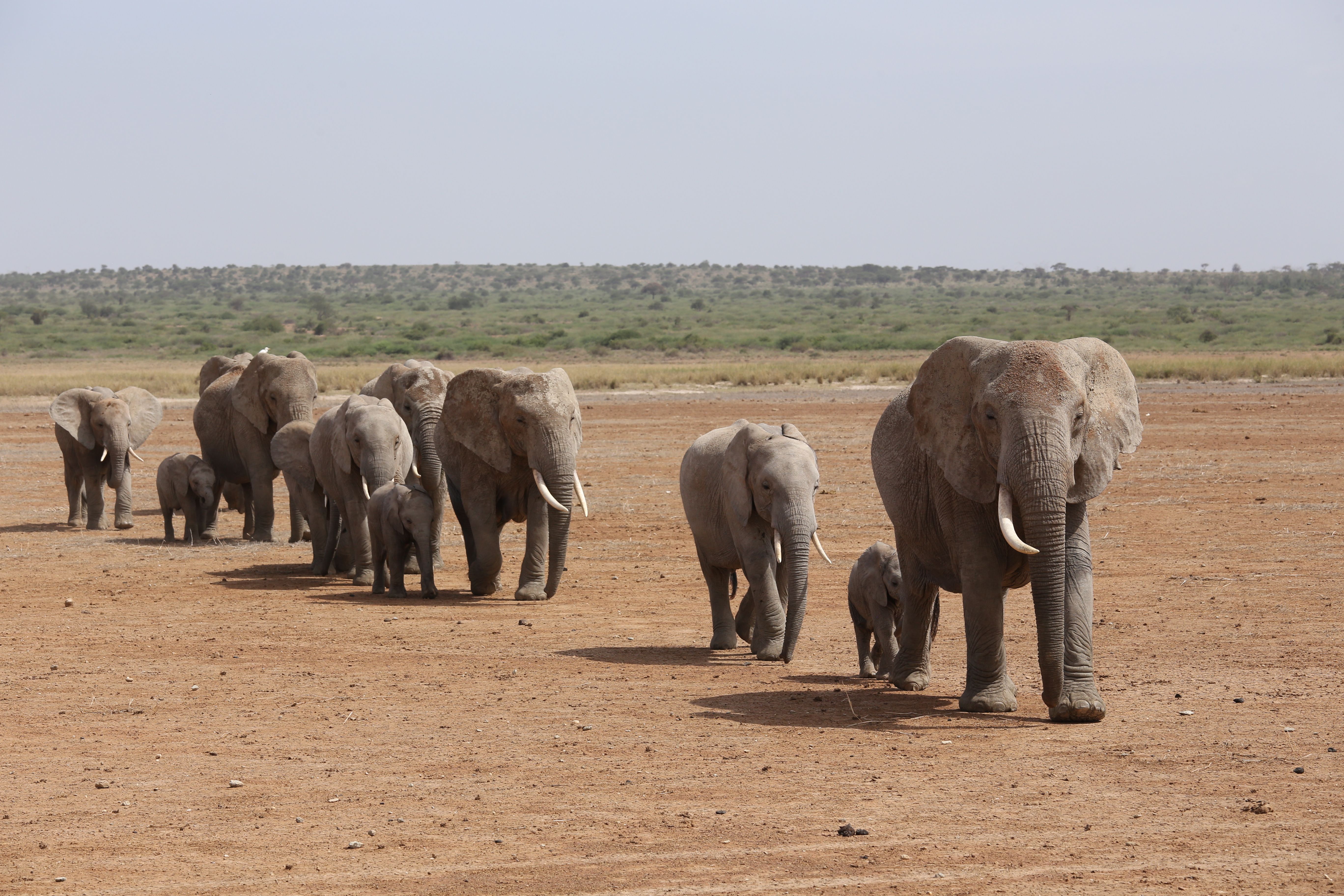An Amboseli elephant group crosses the dry lake bed.