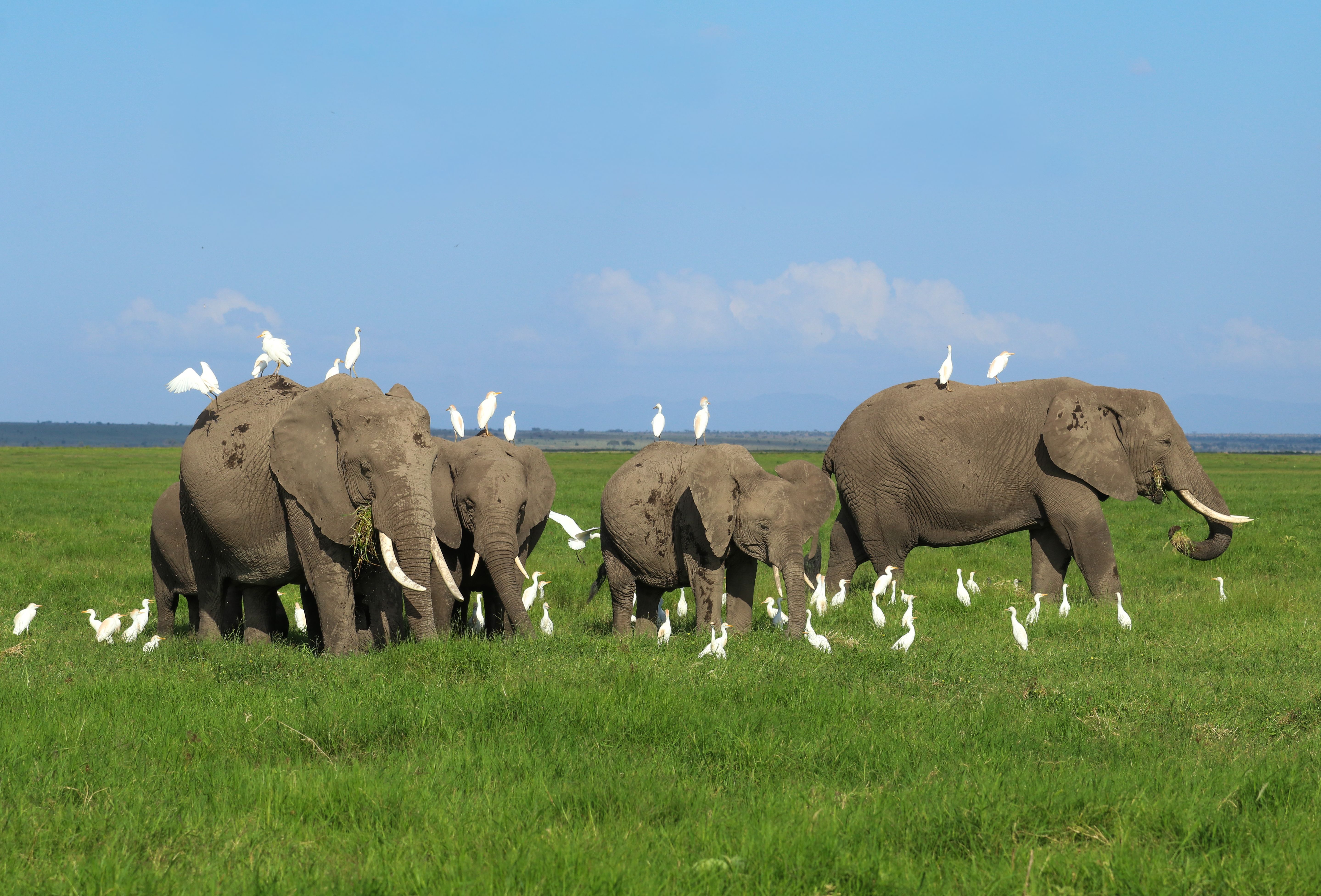 Elephants with white egrets on and around them in a green field.
