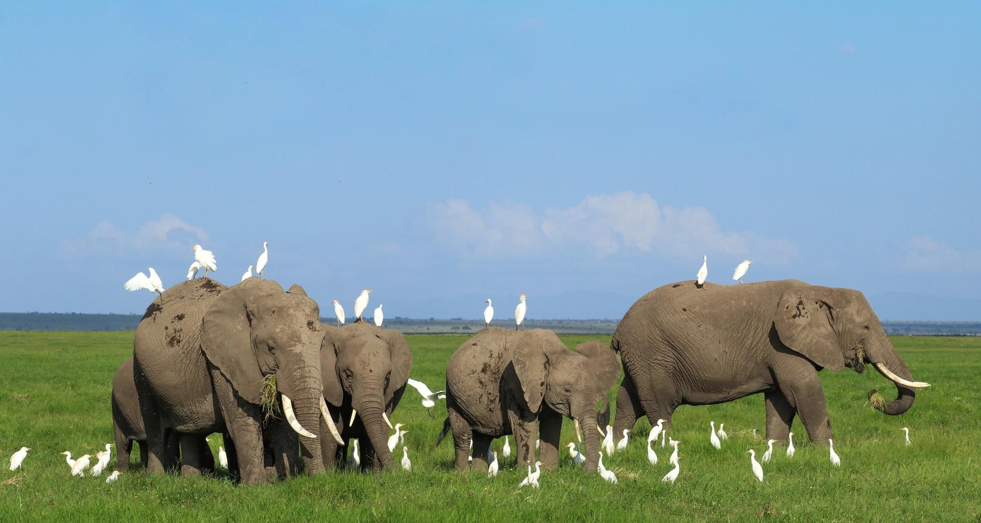 A herd of elephants, some with white egrets on their backs, walks through a lush green field.