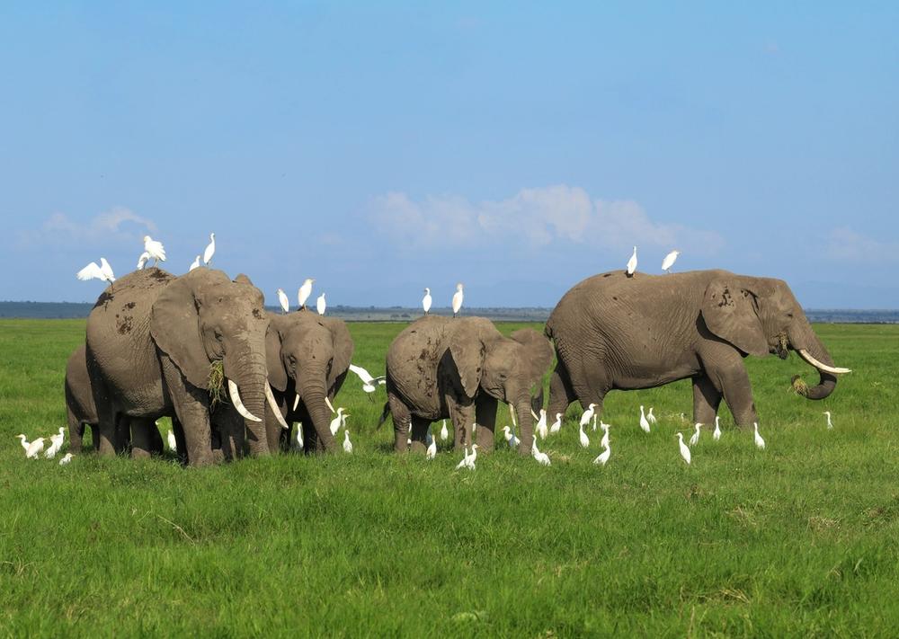 Elephants with white egrets on and around them in a green field.
