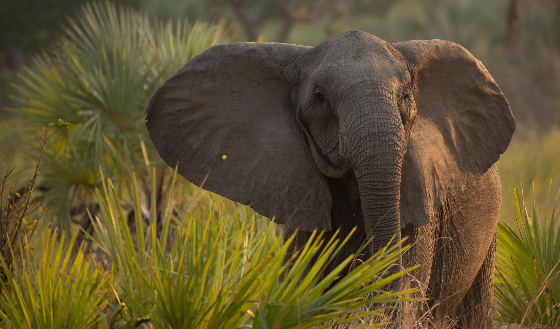 An African elephant with fanned ears stands in golden light amidst tall grass.