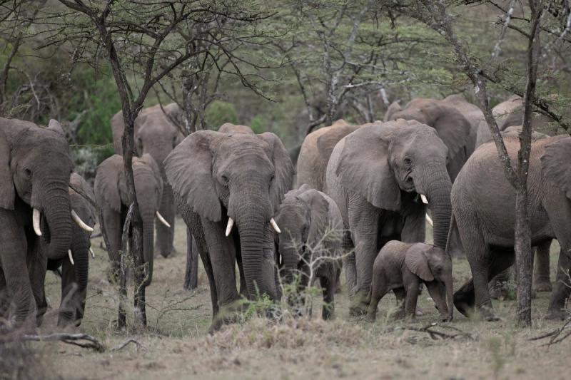 A herd of elephants, including a small calf, walks through a sparse, dry forest.