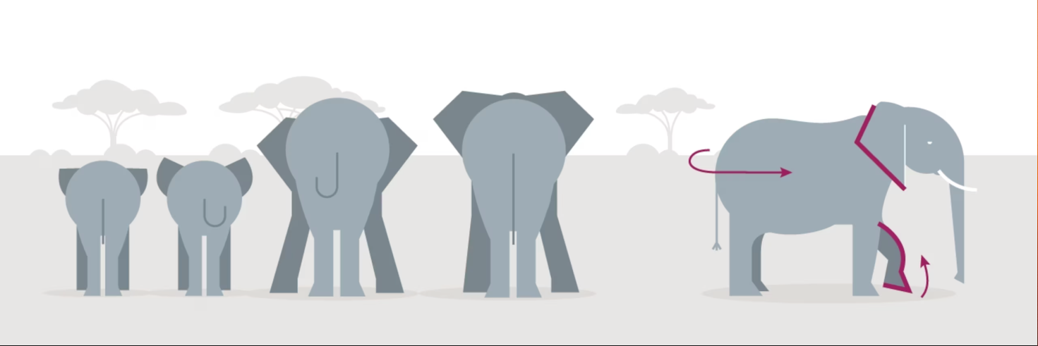 Four elephants from behind, increasing in size, next to an elephant in profile with purple diagrammatic lines.