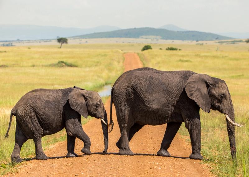 An adult elephant and calf cross a dirt road in Maasai Mara, Kenya.