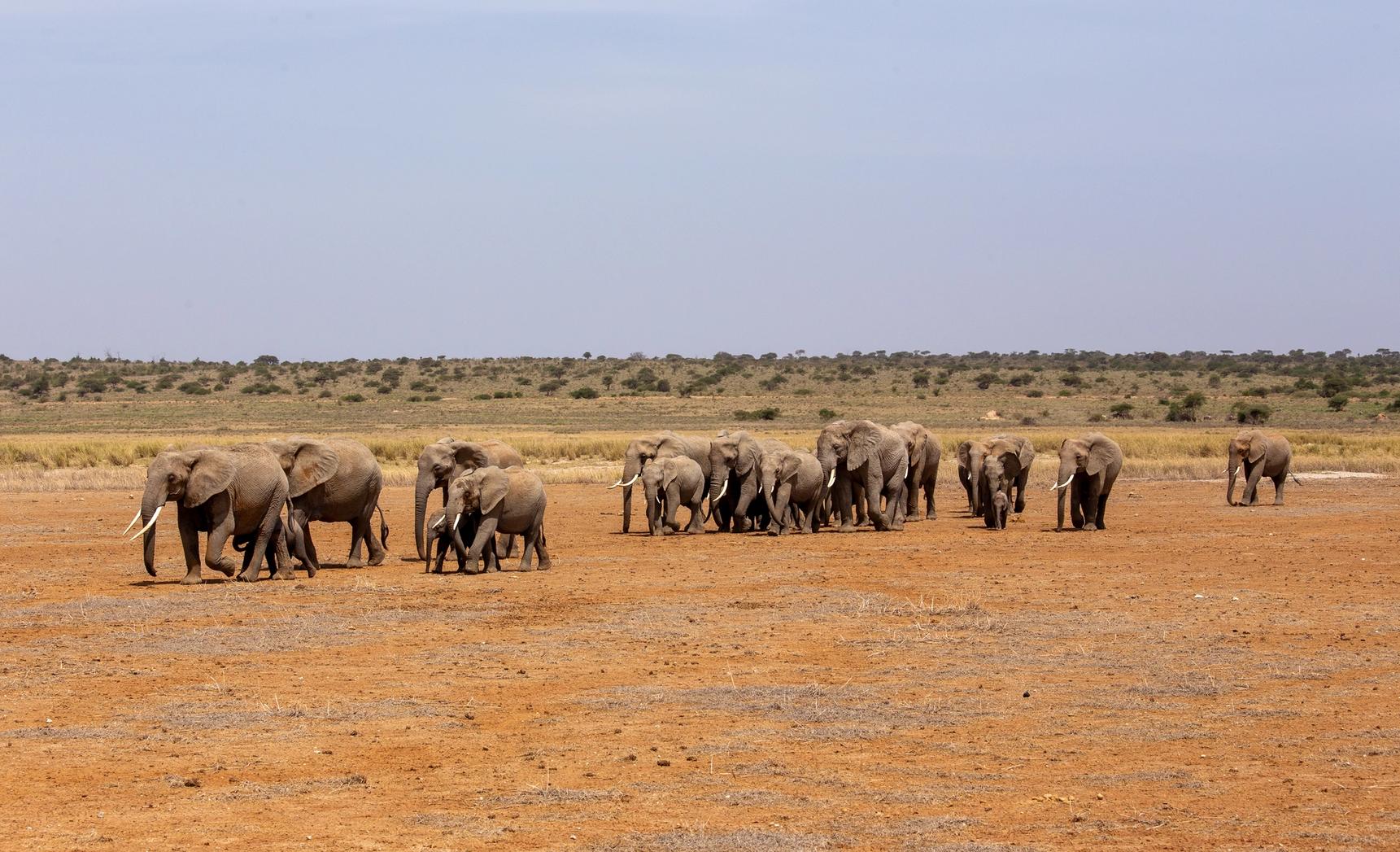 A large herd of elephants, including calves, walks across a dry, red plain.