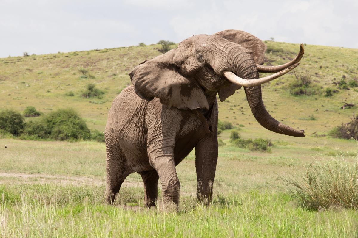 Elephant with large tusks head shakes in Amboseli National Park, Kenya 