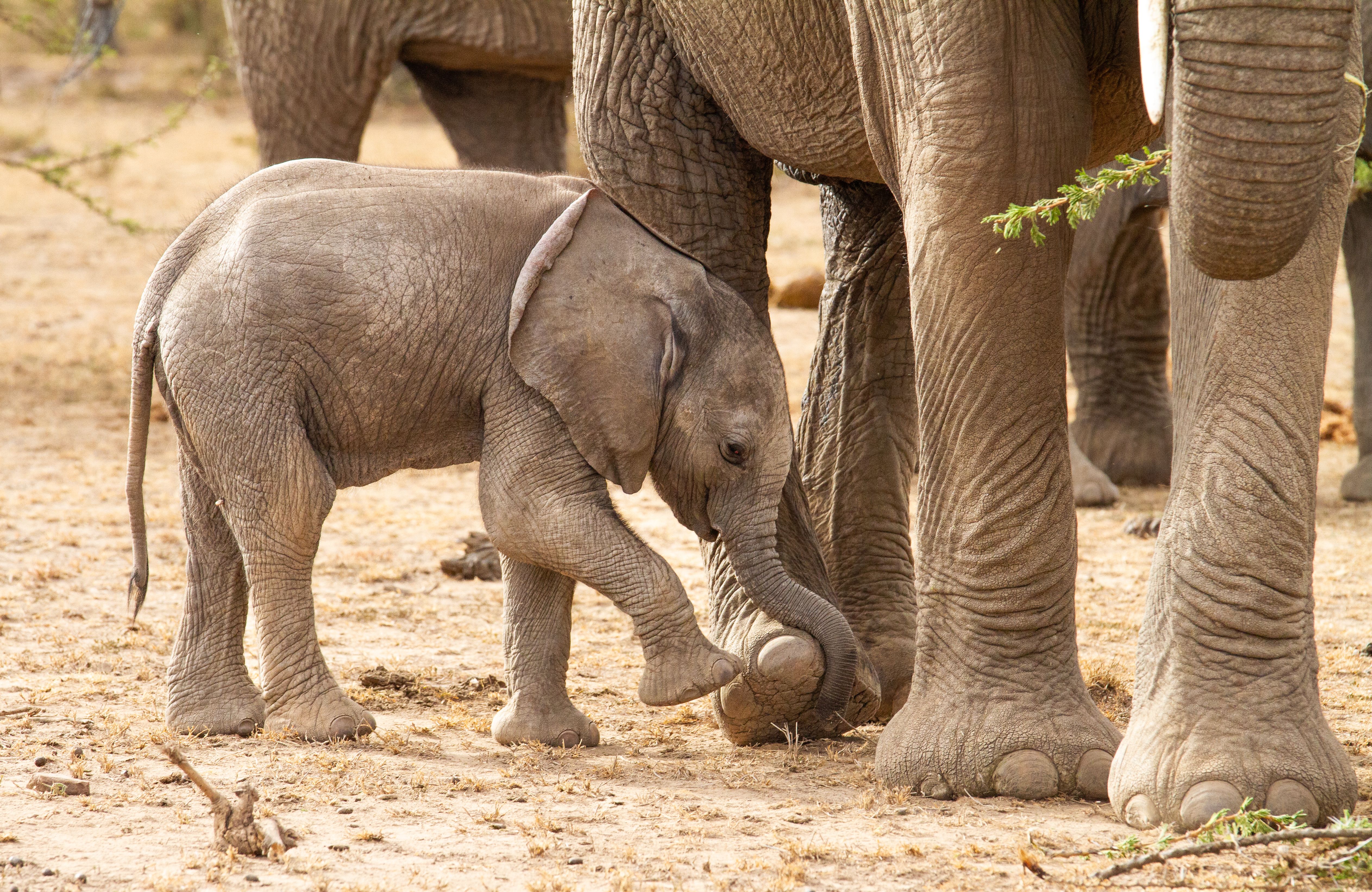 A baby elephant walks alongside an adult elephant's legs, its trunk touching the adult's foot.