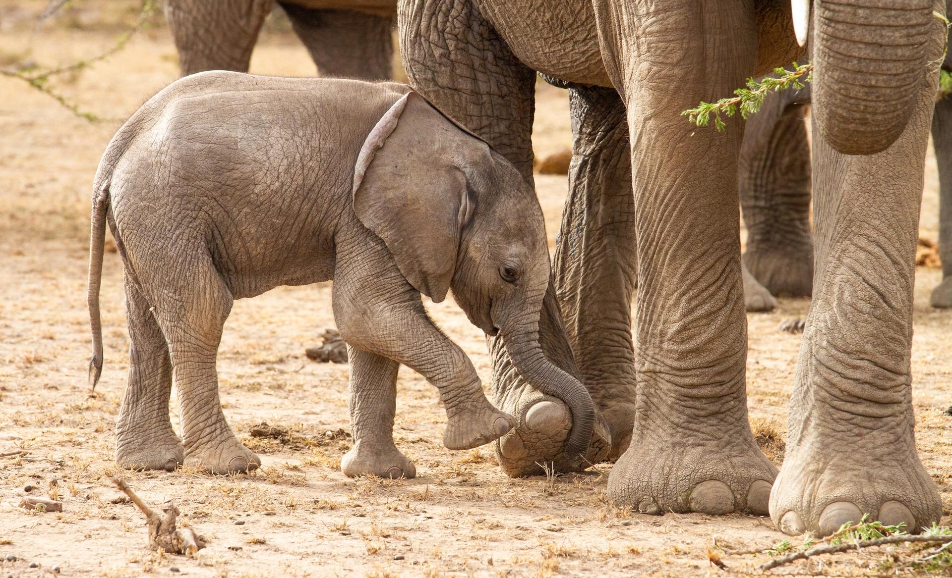 A baby elephant walks alongside an adult elephant's legs, its trunk touching the adult's foot.