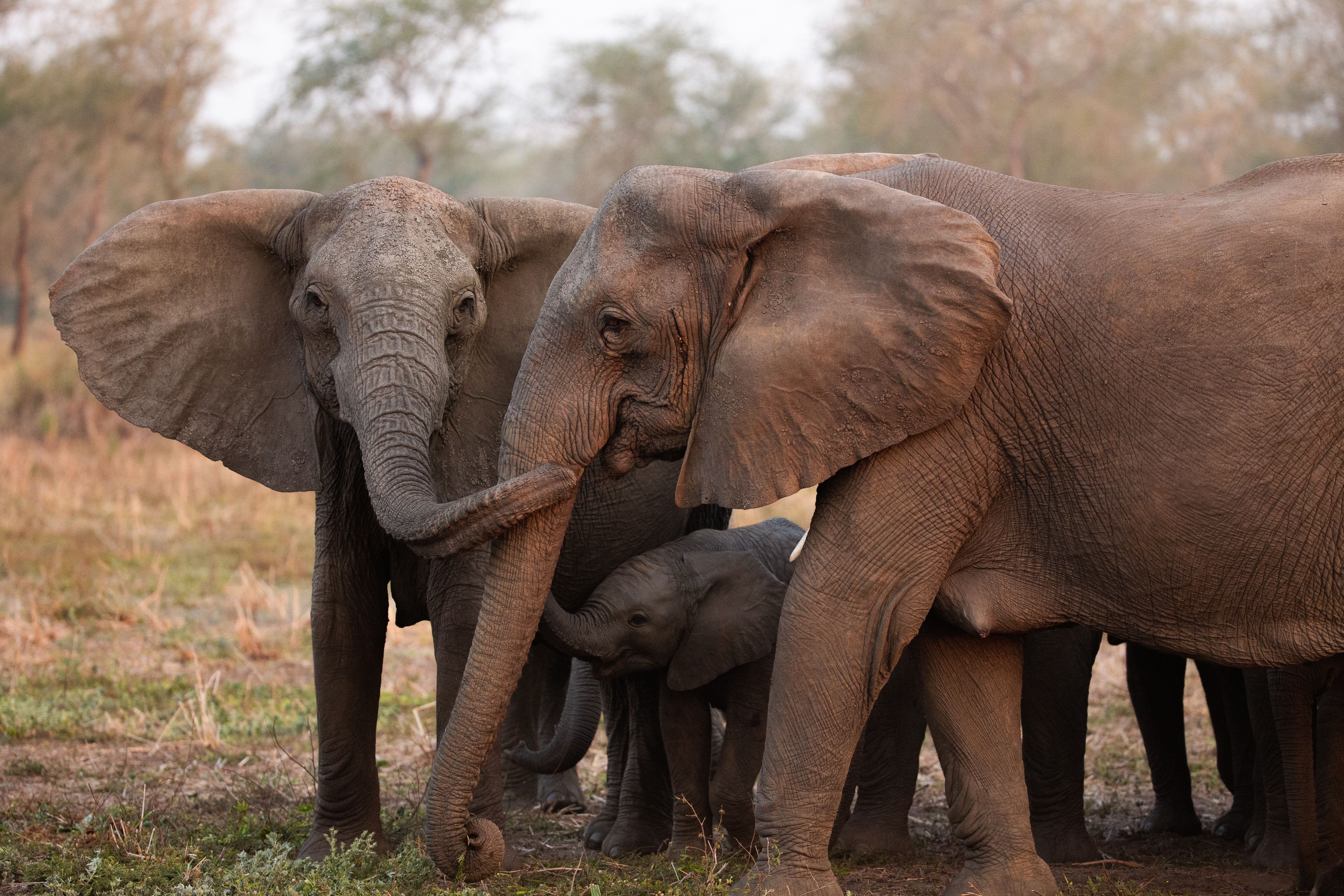 Gorongosa female elephants reassure one another