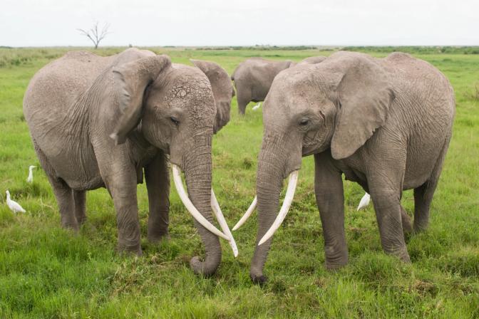 Applying Personality Scores to Elephants