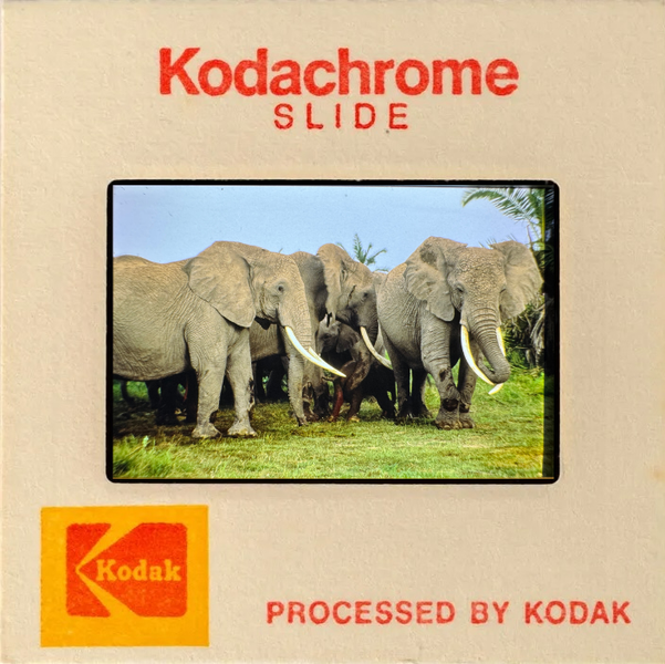 Kodachrome slide with a photograph of several elephants, processed by Kodak.