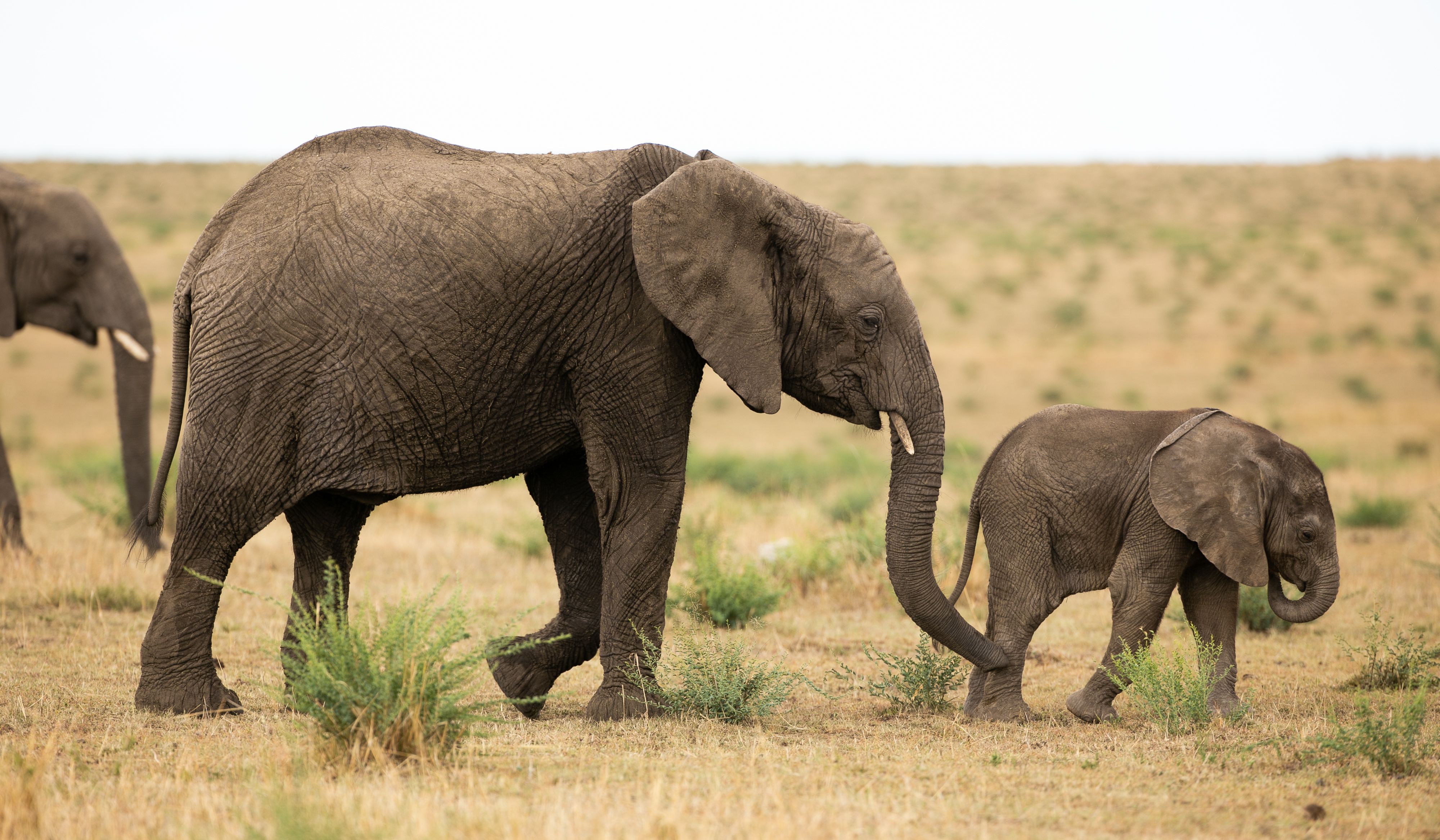 A baby elephant holds an adult's tail while walking through a dry, grassy field.