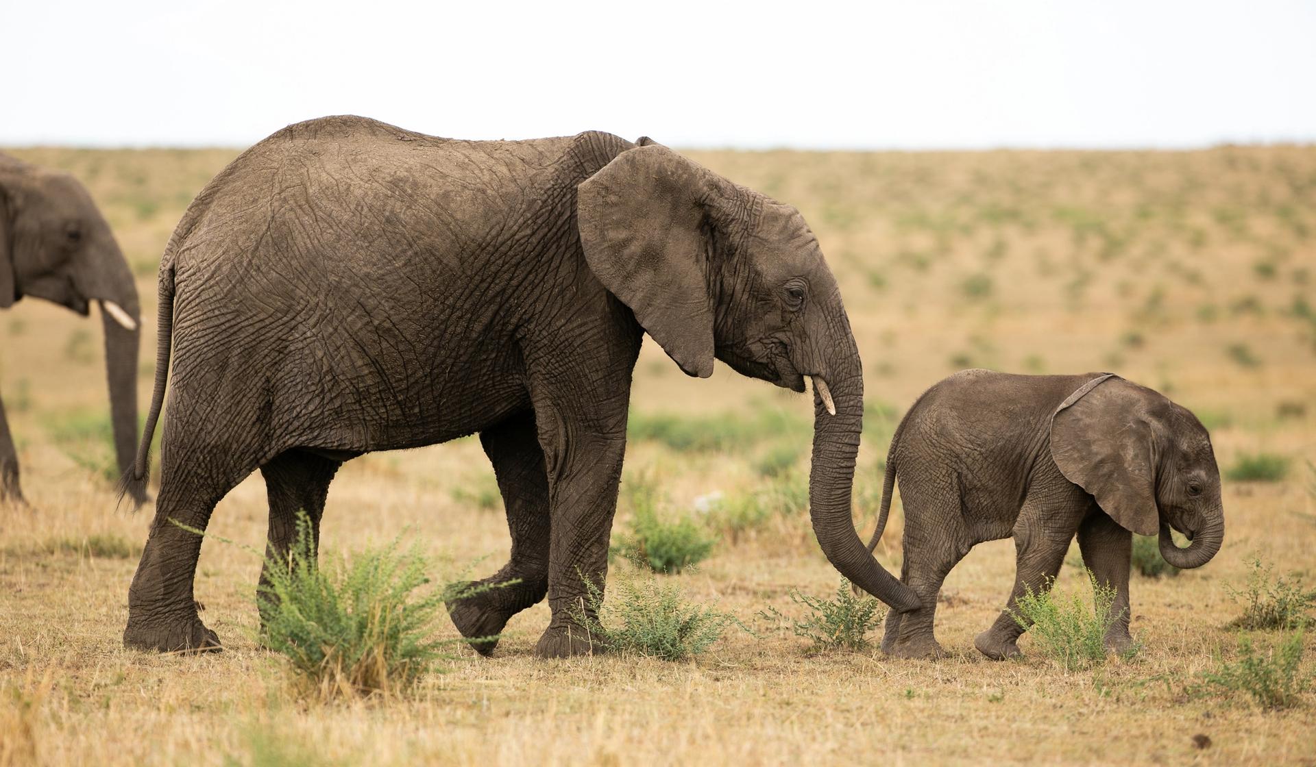 A baby elephant holds an adult's tail while walking through a dry, grassy field.