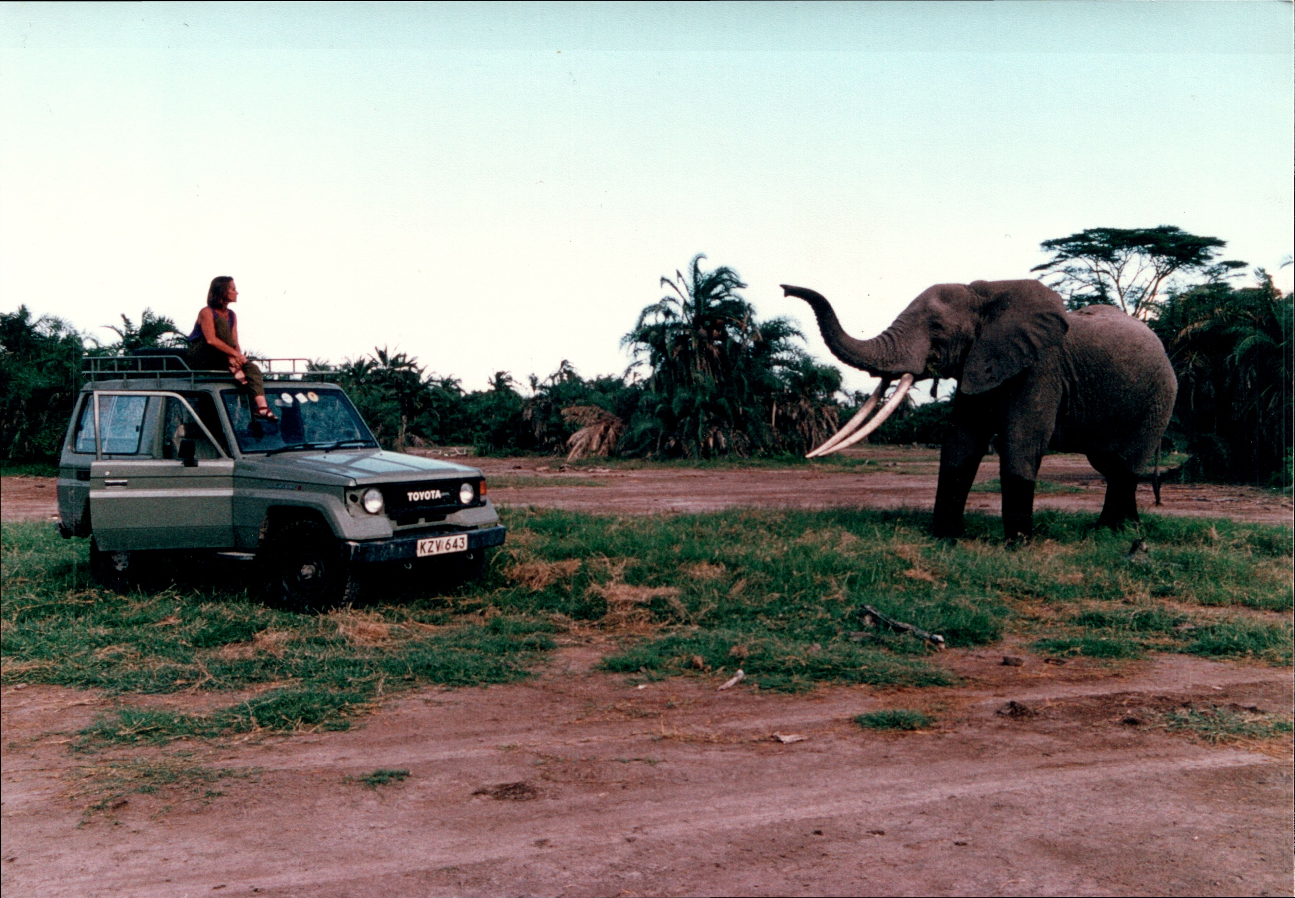 A person sits on a green Toyota Land Cruiser near an elephant with long tusks and a raised trunk.