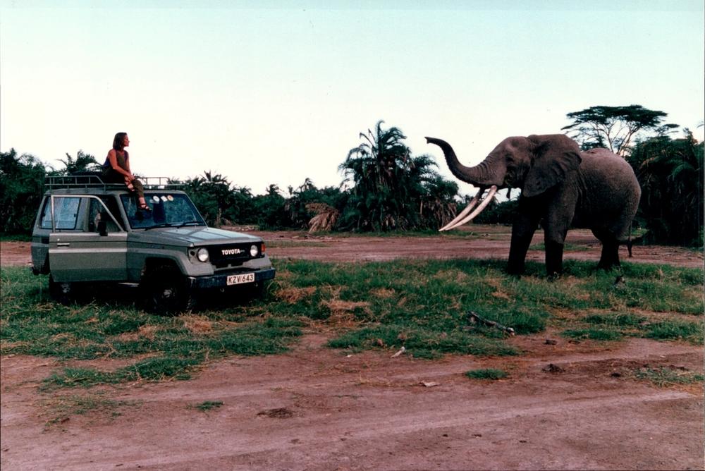 A person sits on a green Toyota Land Cruiser near an elephant with long tusks and a raised trunk.