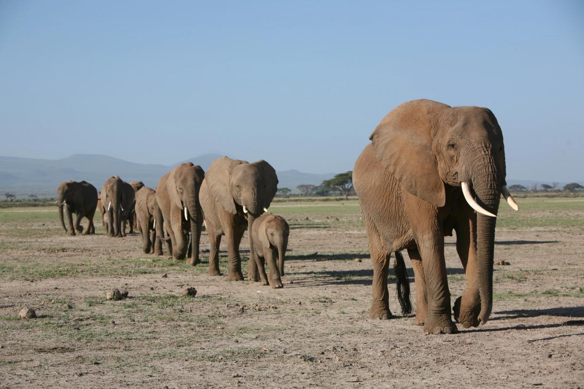 A procession of elephants, including a baby, walks in a single file line across a dry savanna.