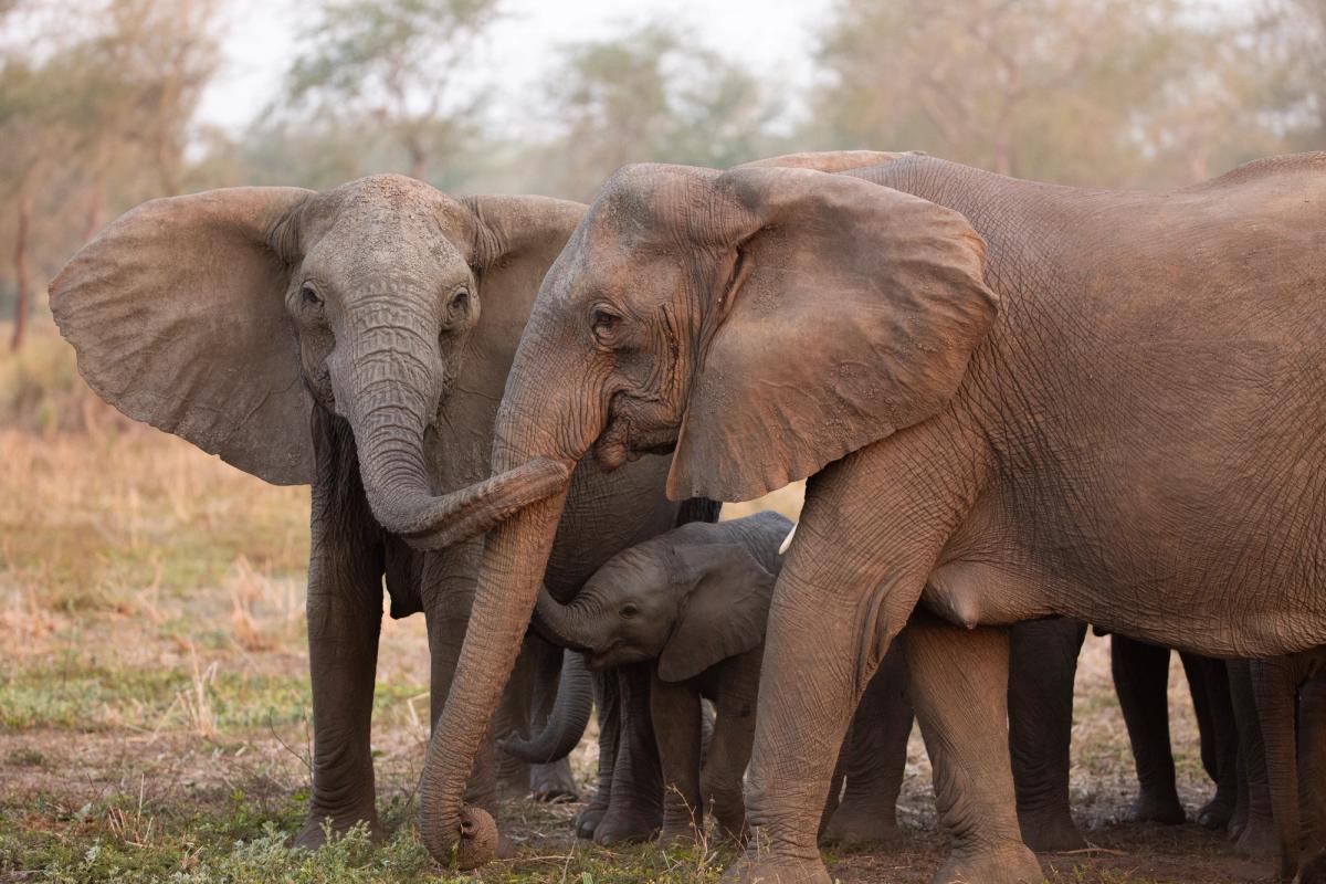 Two adult elephants and a baby, with trunks touching.