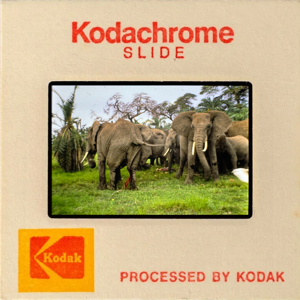 Kodachrome slide of a herd of elephants in a grassy savanna.