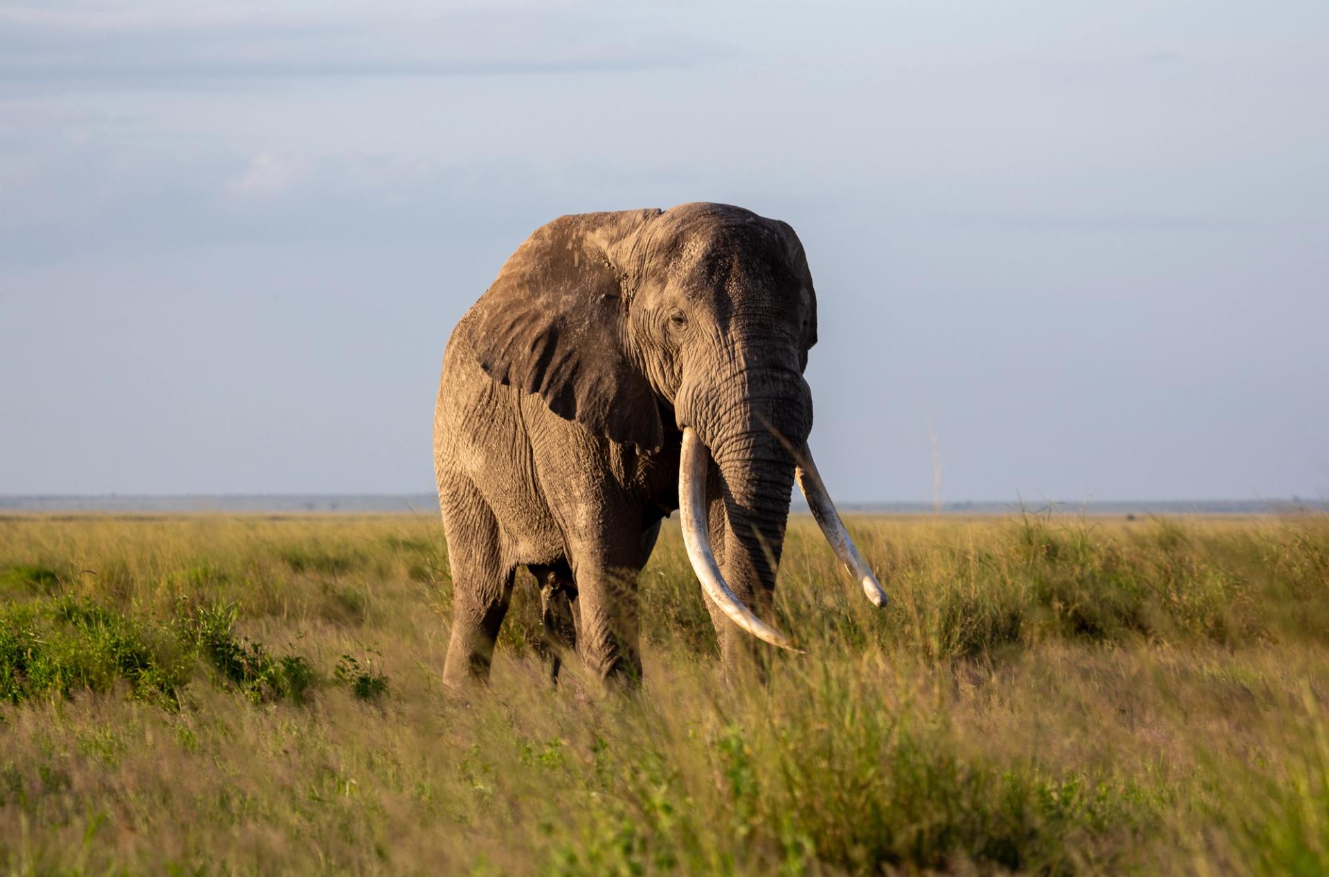 An elephant with long tusks stands in a golden grassy savanna under a light sky.