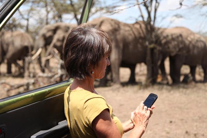 Recording Elephant Sightings & Behavior