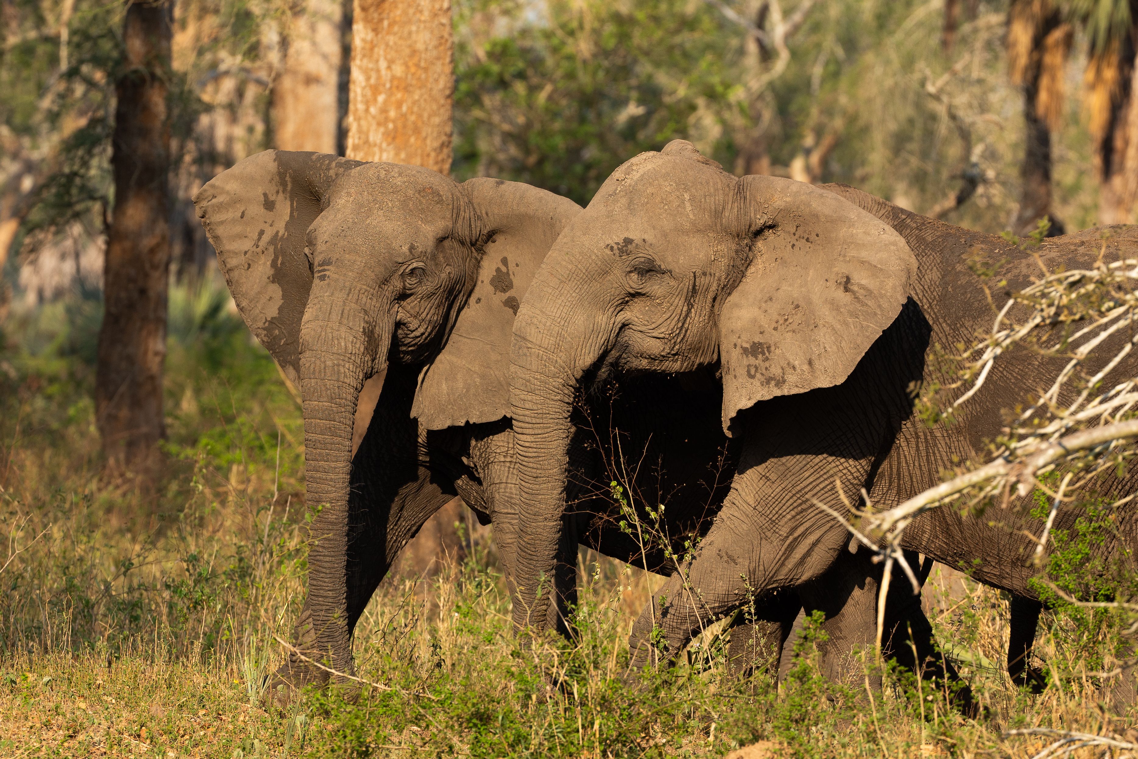 Two elephants standing in tall grass and trees.