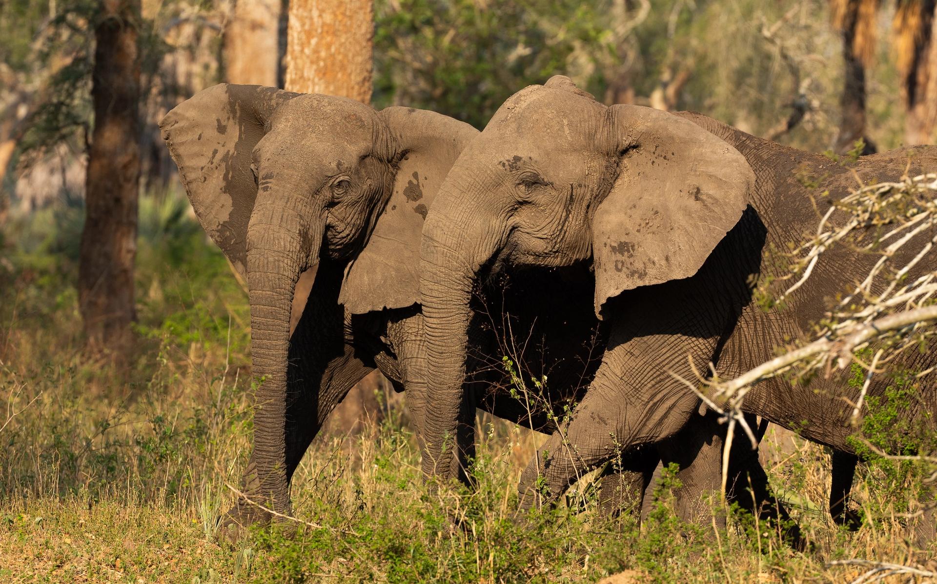 Two elephants standing in tall grass and trees.
